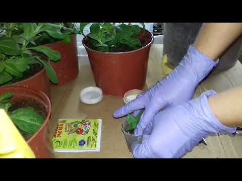 Видео: Секрет в супер -быстром укоренения петунии.