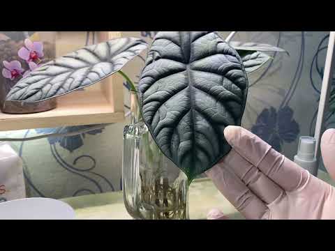 Видео: Размножаем алоказию🌱👍😃#29
