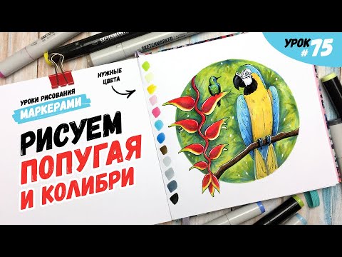 Видео: Как нарисовать попугая ара и колибри? / Видео-урок по рисованию маркерами для новичков #75