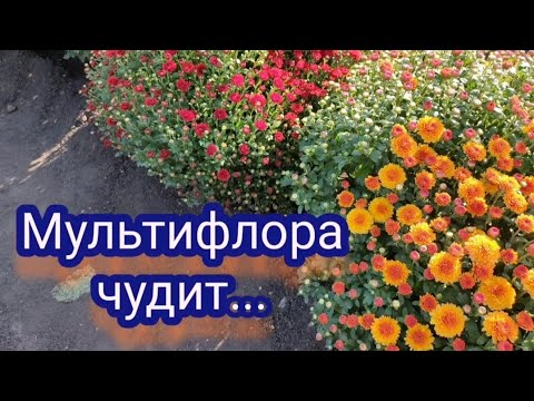 Видео: Хризантема мультифлора. Красота моя разгулялась и цвести не хочет🤷