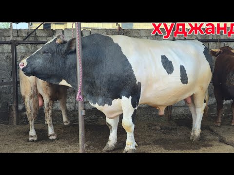 Видео: МОЛБОЗОРИ ХУЧАНД ХУДЖАНД ТОЖИКИСТОН  molbozor 