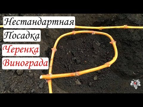 Видео: Нестандартная посадка черенка винограда