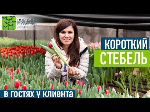 Видео: Короткий стебель у ТЮЛЬПАНА. Как исправить?
