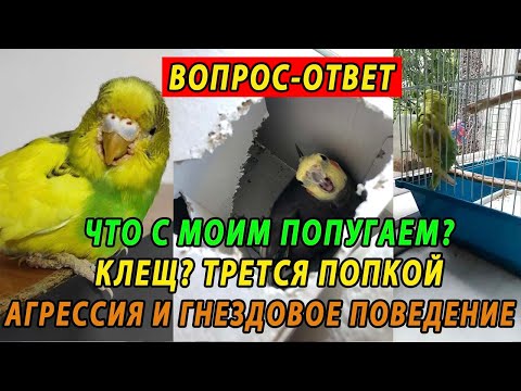 Видео: ВОПРОС ОТВЕТ | КЛЕЩ У ПОПУГАЯ | АГРЕССИЯ И ГНЕЗДОВОЕ ПОВЕДЕНИЕ | ТРЕТСЯ ПОПКОЙ