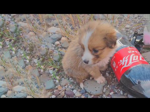 Видео: С грустными глазами он укусил крышку бутылки с колой умоляя молодого человека дать ему воды и помочь