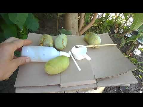 Видео: Способ опыления  азимины.