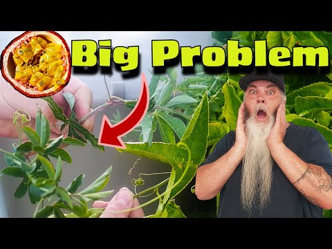 Видео: Осторожно! Ошибки, связанные с маракуйей, которых следует избегать, и как это сделать.