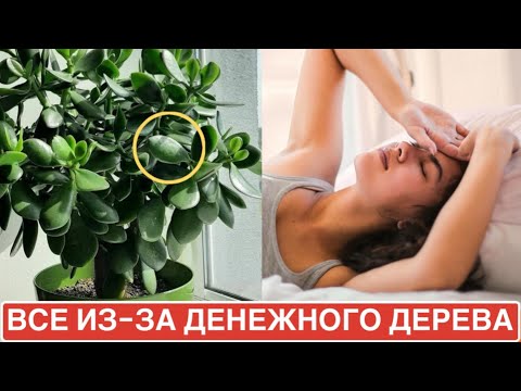 Видео: Многие держат в квартире ДЕНЕЖНОЕ ДЕРЕВО. Но они даже не догадываются что оно творит с телом