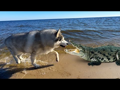Видео: ХАСКИ ОХОТИТСЯ НА МОРЕ