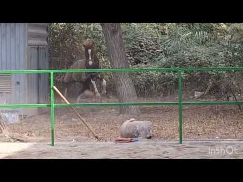Видео: Аспҳои Ҳоҷи Файзали Ҳоҷиев 