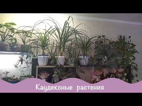 Видео: Каудексные растения в домашних условиях.