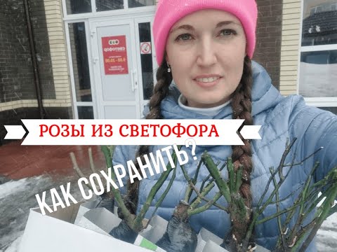 Видео: Розы в коробках из "Светофора"! Как сохранить саженцы до весны. Обзор луковичных часть 2.