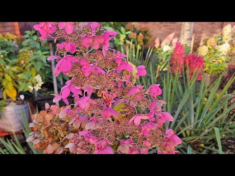 Видео: Бесконечное лето не желает сдаваться !#гортензий  #метельчатыегортензии #крупнолистнаягортензия 