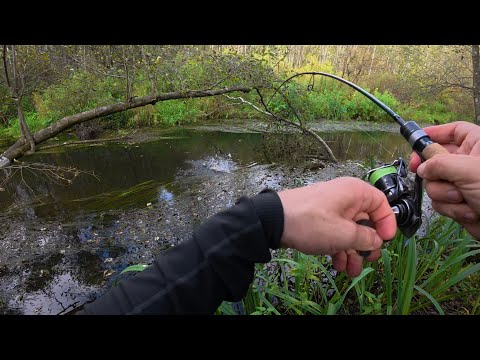 Видео: Используй эти приманки для крупной форели┃Рыбалка на малой реке в конце августа