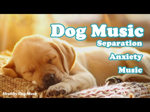 Видео: Музыка для собак, чтобы заснуть💖🐶Музыка для собак, чтобы успокоить их🎵 Снятие тревоги разлуки