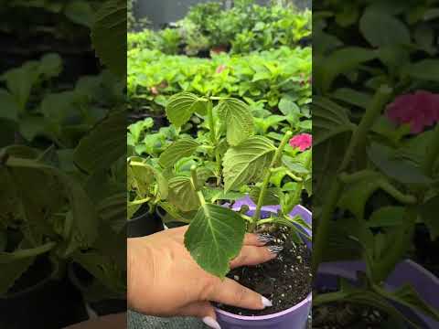 Видео: Обрезаю таблетенсию подписывайтесь на телеграмм канал