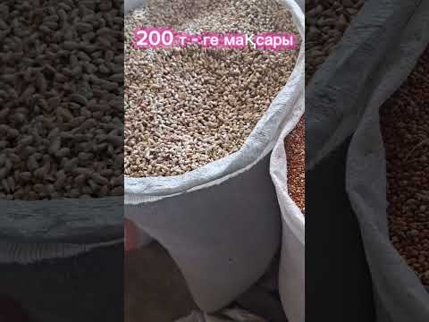 Видео: 21.05.25.Сарыағаш.Жібек жолы жем базары.Жем,жугері,бидай,құрама жем,сулі,жарма бидай - жугері,кебек.