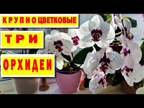 Видео: ТРИ КРУПНОЦВЕТКОВЫЕ ОРХИДЕИ С ШИКАРНЫМ И ПЫШНЫМ ЦВЕТЕНИЕМ. РАЗМЕР ЦВЕТКА БОЛЬШЕ 12,5 СМ.