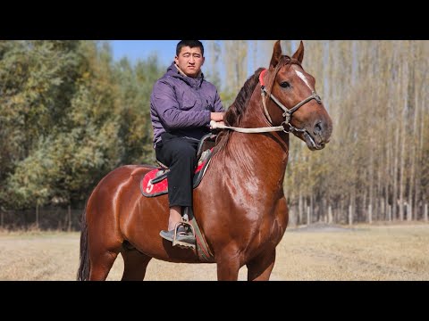 Видео: Арсландын ЯГУАРЫ🔥23 октября 2025 г.