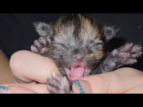 Видео: А пока, улучшили жилищные условия, как смогли. Спасибо за вольеры, клетки, еду и прочую помощь!