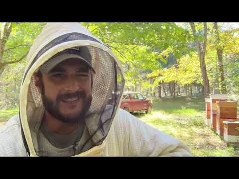 Видео: Всегда есть следующий год — Создание пчелиного бизнеса #103