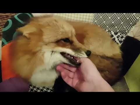 Видео: Ли Сяо / Alice the Fox Лиса Алиса (Опять покусала!!)