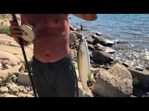 Видео: Рыбалка на Каспий,на кефаль