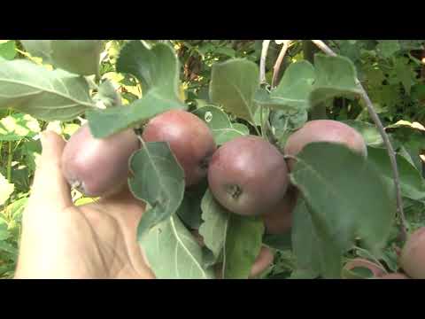 Видео: огляд врожайності яблунь Сирена, Скарлет Сюрпрайз, Пітмастон та Ера 2022 р.