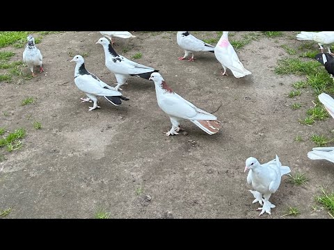 Видео: бакинские голуби.гон пискунов.Третий полёт#голуби #бакинскиеголуби #pigeon #kabootar #takla #birds ￼