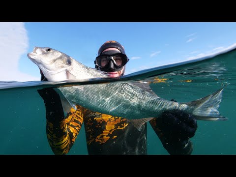 Видео: Подводная охота в Великобритании — НЕВЕРОЯТНОЕ количество рыбы — с Дэниелом Манном!