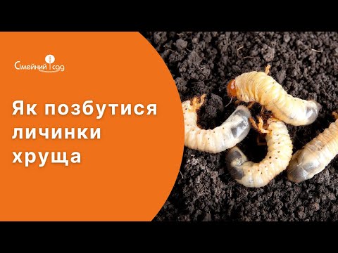 Видео: Личинка хруща, капустянка, дротяники. Як позбутися шкідників?