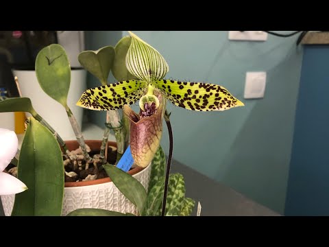 Видео: Paphiopedilum sukhakulii домашнее цветение