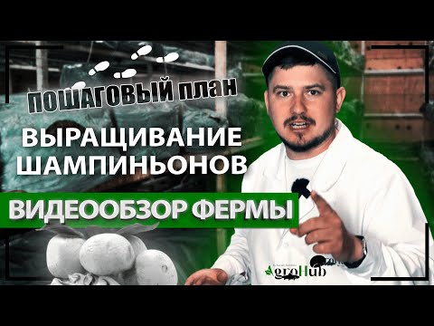 Видео: Как новичку начать выращивать шампиньоны с нуля. Пошаговый план с видеообзором фермы