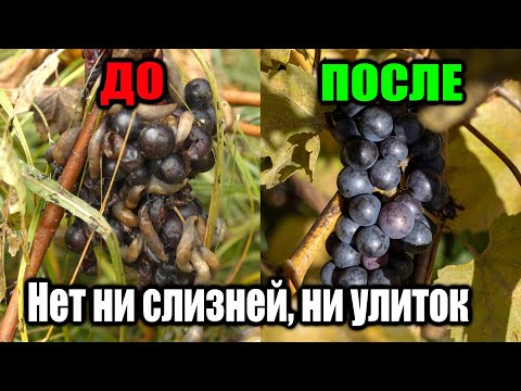 Видео: Суперсредство от слизней — результат удивил даже меня!