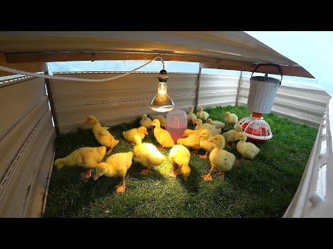 Видео: Оставил гусят ночевать на улице//Вольер для гусят