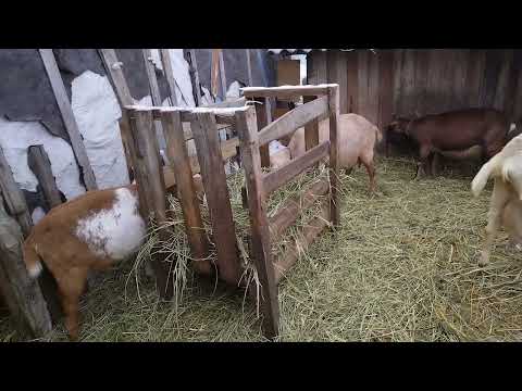 Видео: Чем кормить козлят, если нет козы🤔