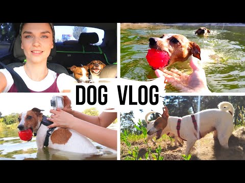 Видео: DOG VLOG | Поехали с собаками 🐶🐶 на речку | Ника плавает! |  Реакция на уток