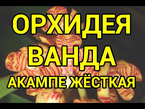 Видео: ЖЁСТКАЯ Орхидея Ванда Акампа. Посадка Детки Орхидеи. Уход за Вандой.
