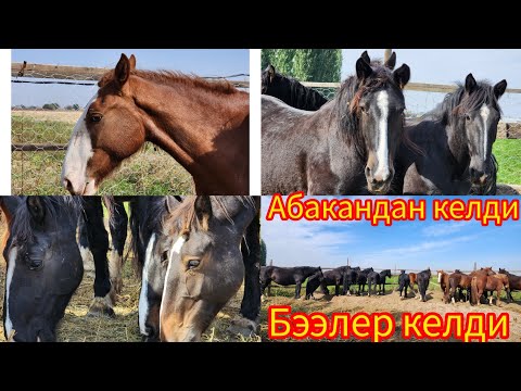 Видео: Абакандан бээлер келди тел:+996 220 050 550.