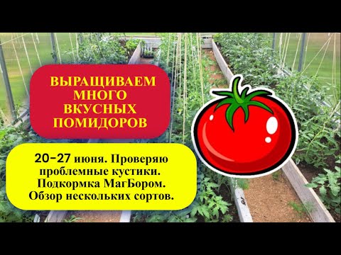 Видео: 3 часть. 20 июня — Проверяю проблемные кустики. Подкормка МагБором. Обзор нескольких сортов.