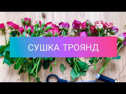 Видео: Як засушити троянди в домашніх умовах