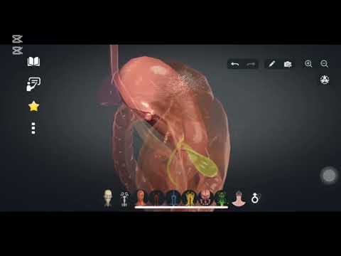 Видео: Спланхнология(ішкі ағзалар)