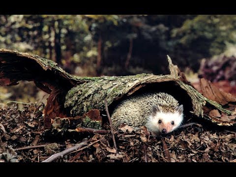 Видео: Как живёт ёжик?