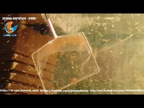 Видео: малыши карпов и их выкармливание №3 как это делать, основные моменты,