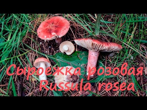 Видео: Сыроежка розовая - горький гриб!