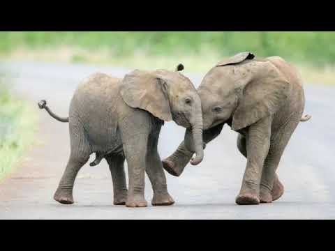 Видео: 117. Ответ шумным соседям от слонов