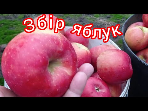 Видео: Почалися жнива в яблуневому саду🍎🍎🍎