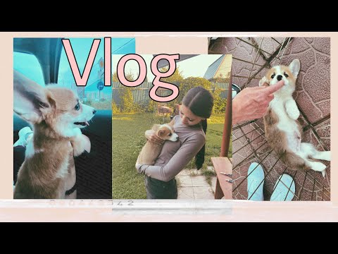 Видео: VLOG: Купили щенка Корги!!!