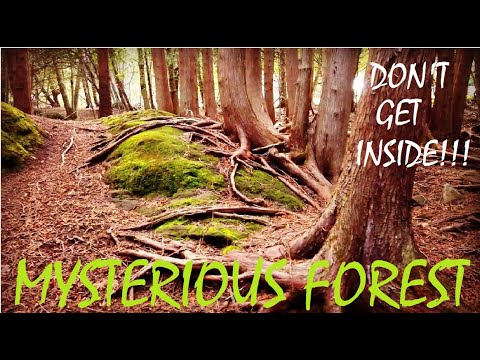 Видео: Канадский  Мистический Лес - Не Заходи Сюда!!! CANADIAN  MYSTERIOUS FOREST - DON'T GO INSIDE!!!