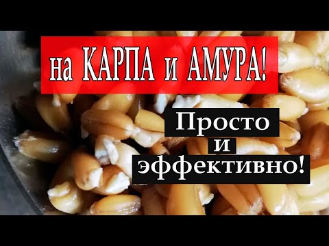 Видео: Поразительно уловистая насадка на карпа и амура! Моя супер пшеница для рыбалки. Просто и эффективно!